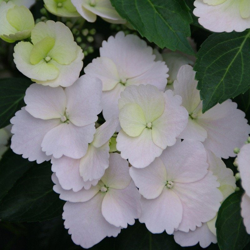 Close up of the white petals of the Fairytrail Bride Cascading Hydrangea.