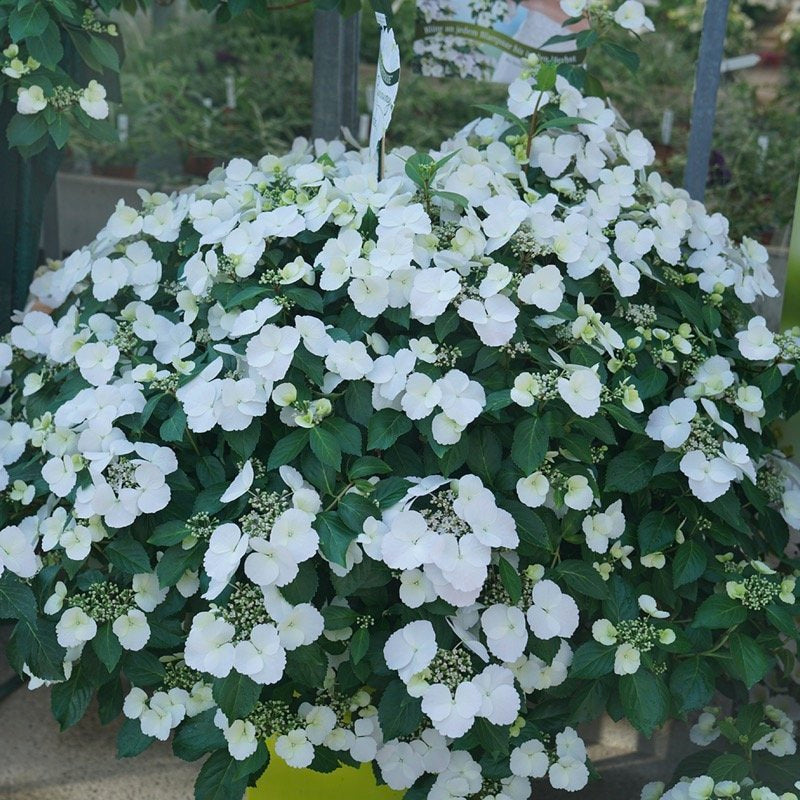 Close up of the Fairytrail Bride Cascading Hydrangea in a container.