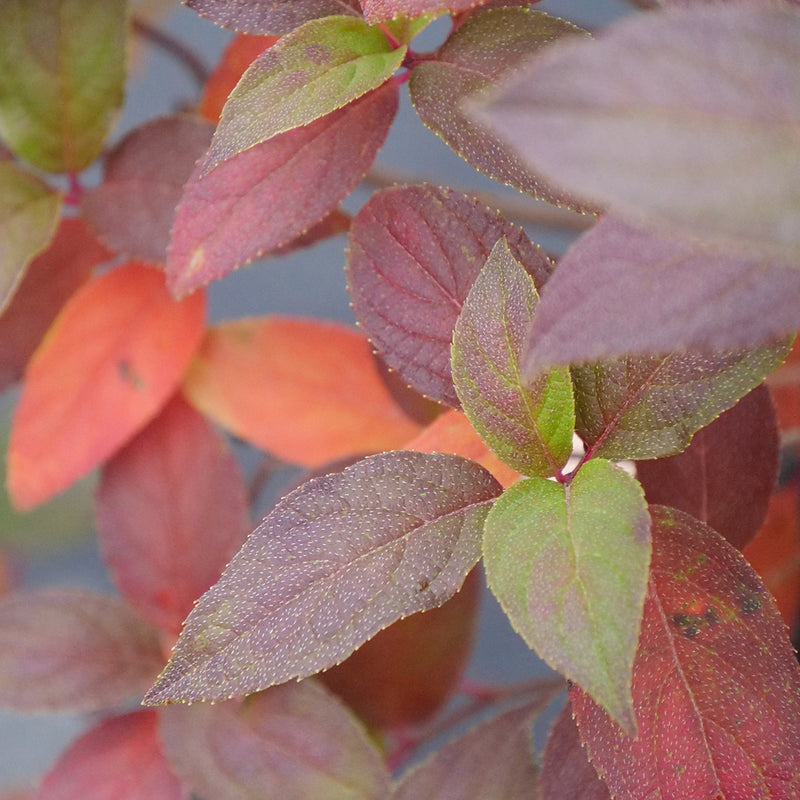Fire Light Tidbit hydrangea develops nice purple and orange fall color on its leaves.
