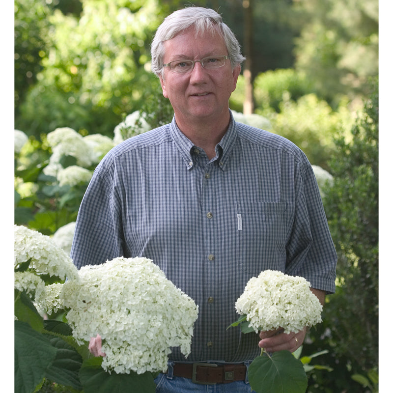 Comparing the blooms of Incrediball smooth hydrangea in a man's right hand and the smaller blooms of Annabelle in his left hand.