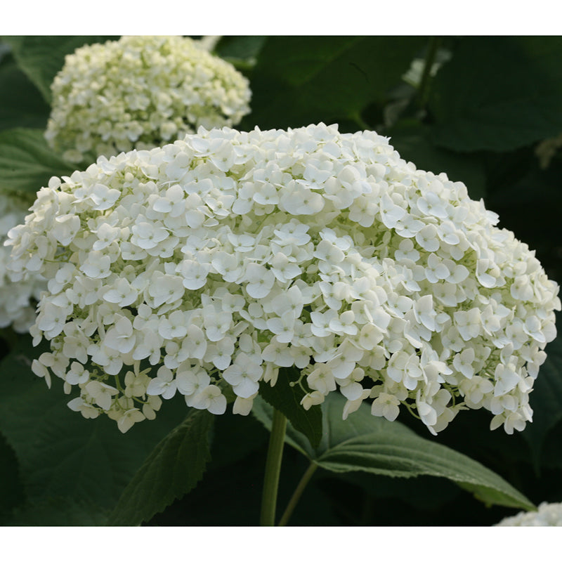 A closeup look at the large mophead blooms of Incrediball smooth hydrangea.