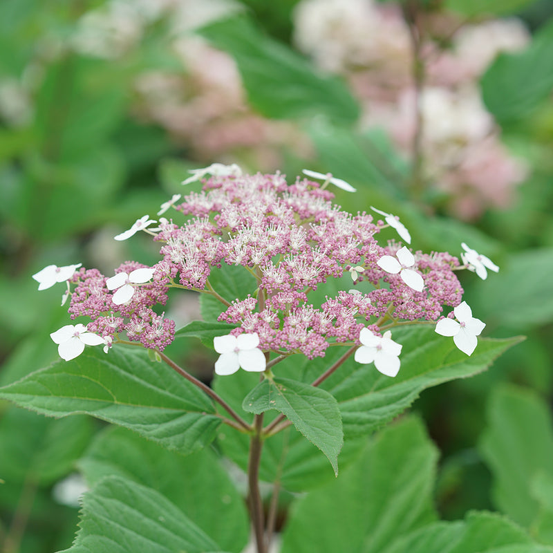 An inflorescence of Invincibelle Lace smooth hydrangea showing its pink fertile florets and white sterile florets.