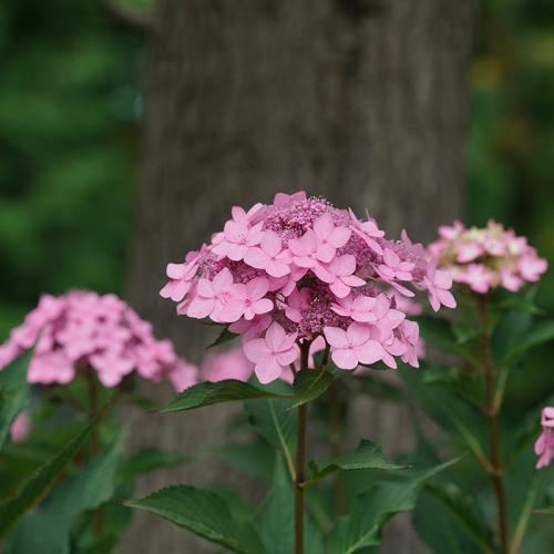Let's Dance Can Do!™ Bigleaf Hydrangea flowers are soft pink or lavender, depending on soil.