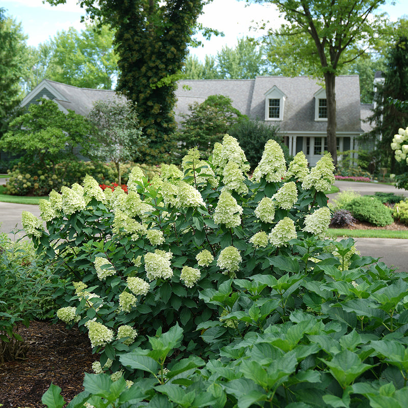 A specimen of Limelight Prime panicle hydrangea planted in front of a house.