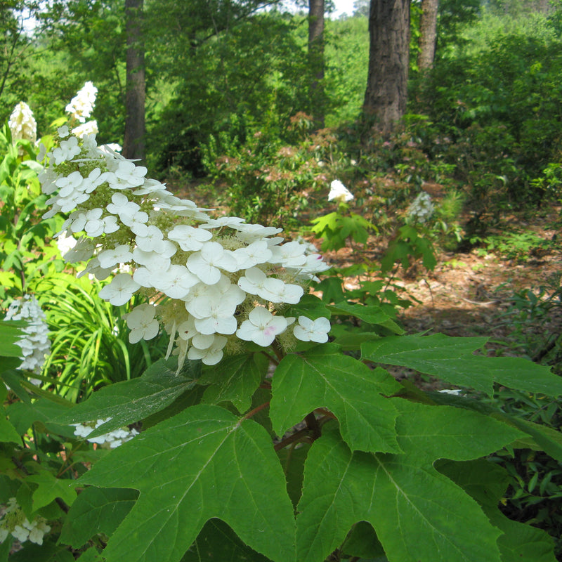 Alice is a large selection of our native oakleaf hydrangea with white lacecap flowers.