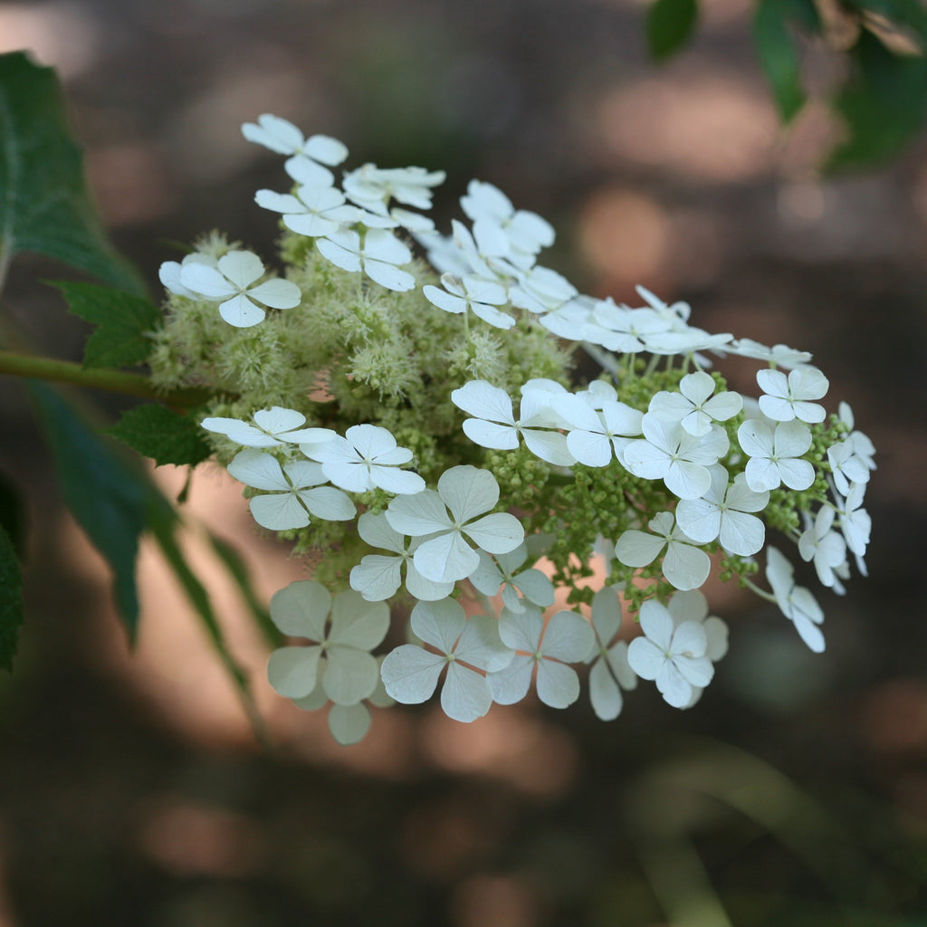 Pee Wee oakleaf hydrangea has uniquely shaped florets that resemble snowflakes.
