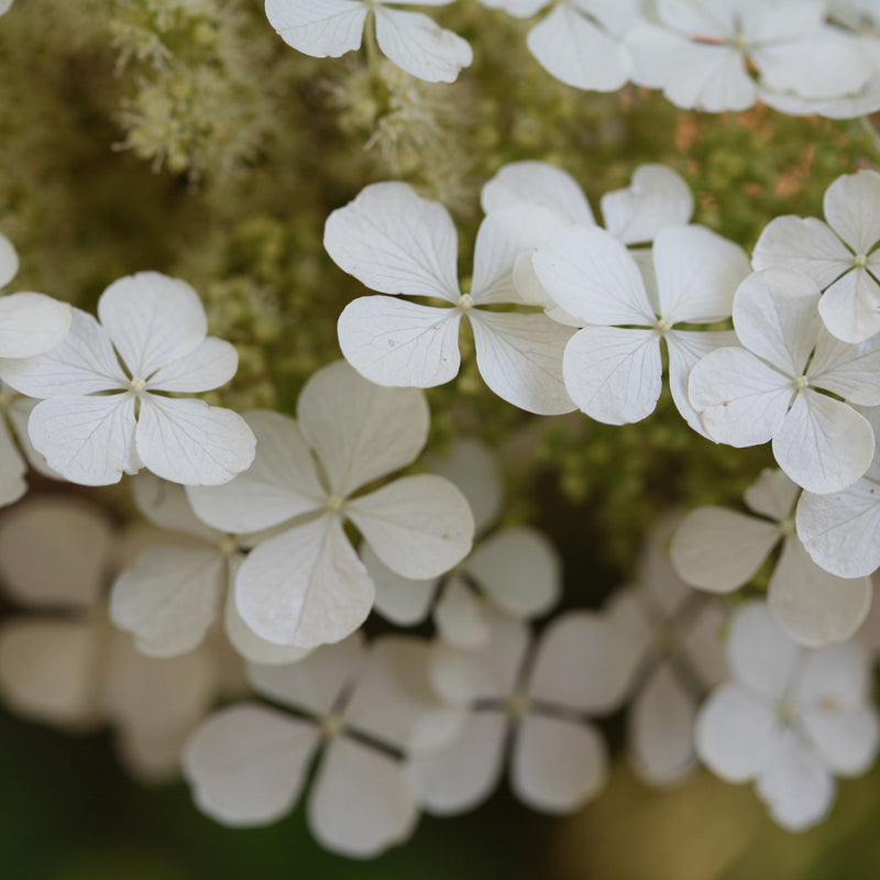 A closeup look at the distinctly shaped four petaled florets of Pee Wee oakleaf hydrangea.