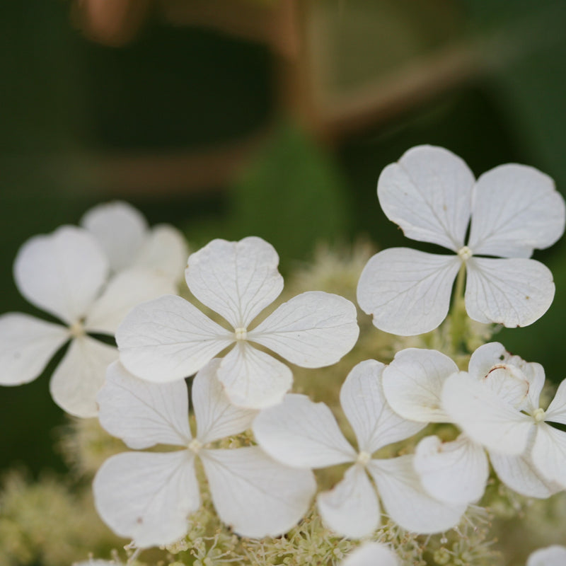 The flowers of Pee Wee oakleaf hydrangea are white, four petalled, and numerous.