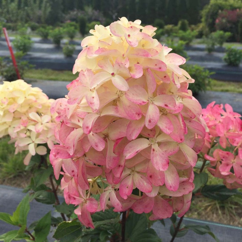 A closeup look at an inflorescence of Quick Fire Fab panicle hydrangea showing its cheesecake like coloring, white with bright strawberry pink.