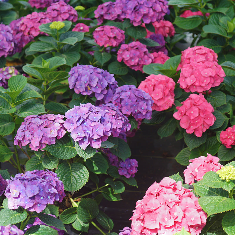 Let's Dance Big Band hydrangea in blooming showing both the purple and pink color variations.