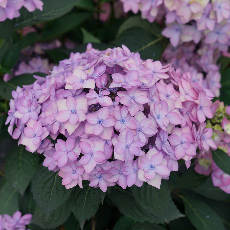 Close up of Hydrangea Let's Dance Can Do light pink blooms with tiny blue centers. 