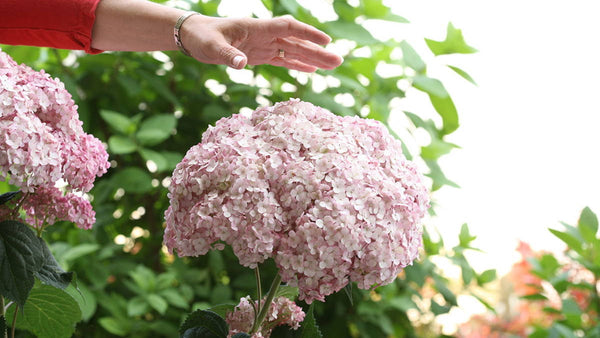 7 Myths About Hydrangeas, Busted