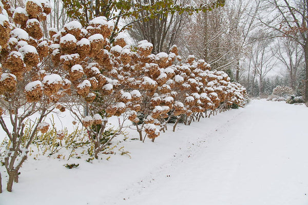 Hydrangea shrubs covered in heavy snowfall