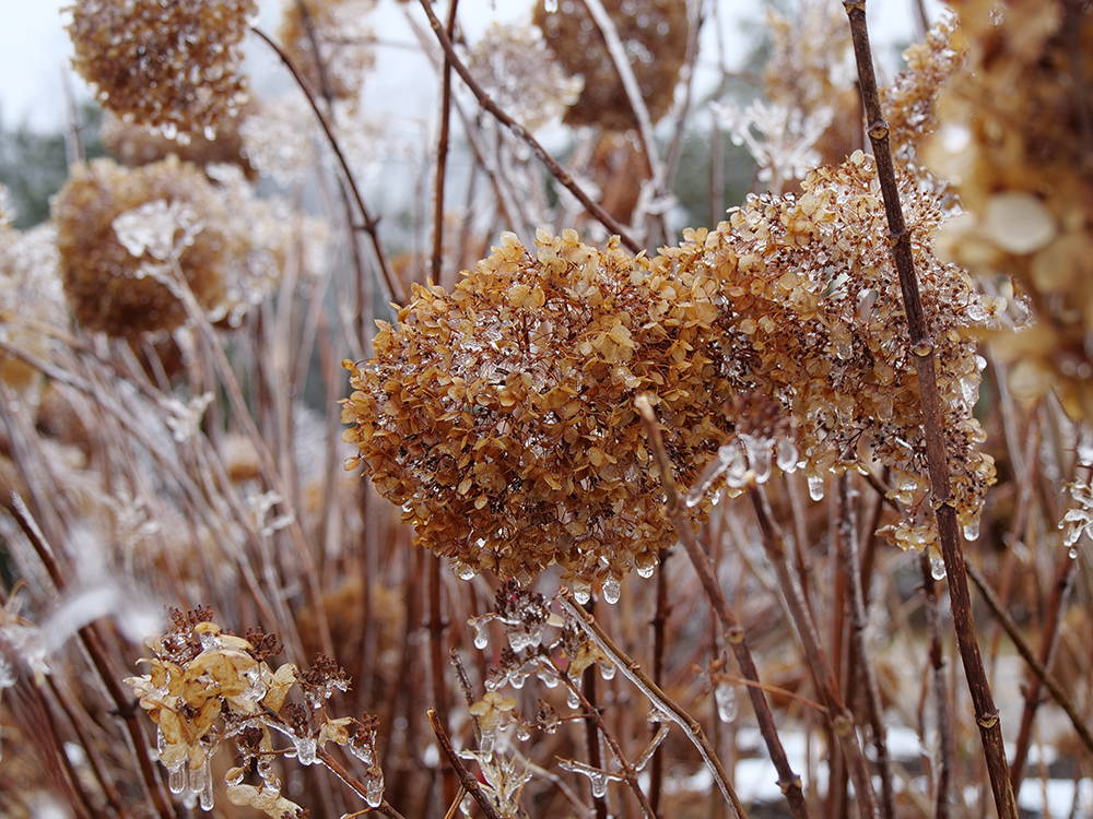 How Cold Is Too Cold For Hydrangeas?