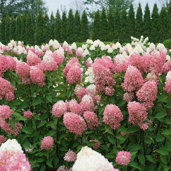 Choosing The Right Hydrangea for Your Garden
