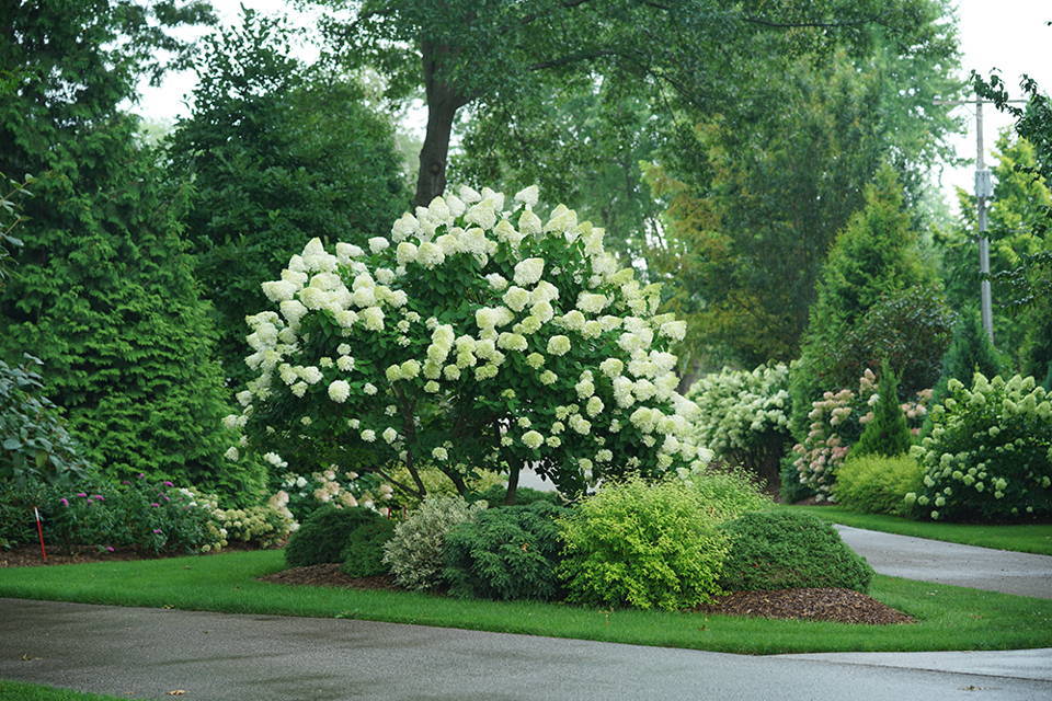 Panicle hydrangea tree