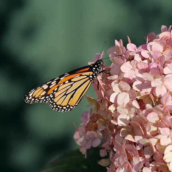 3 Hydrangeas For Attracting Pollinators