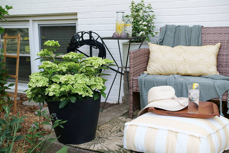 5 New Hydrangeas For Your Garden or Patio
