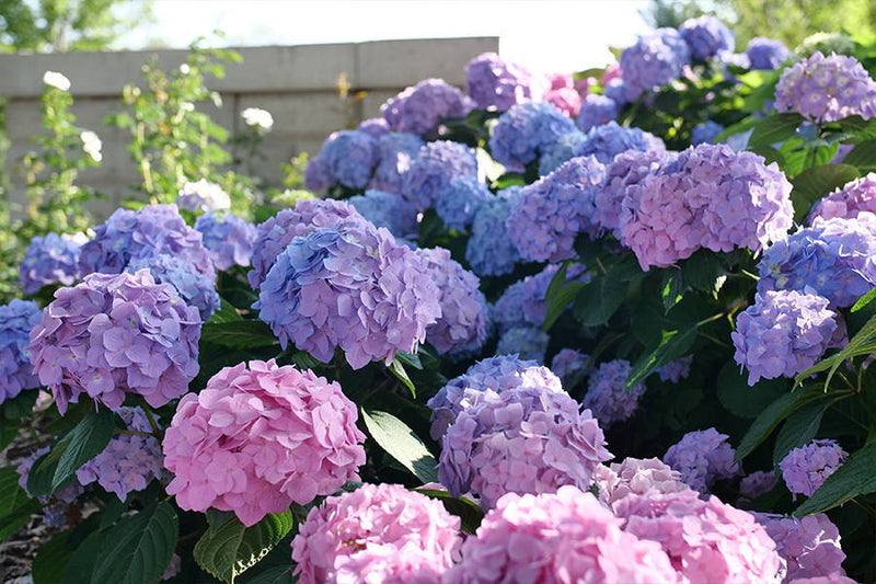 Transport Yourself To Cape Cod With These 3 Hydrangeas