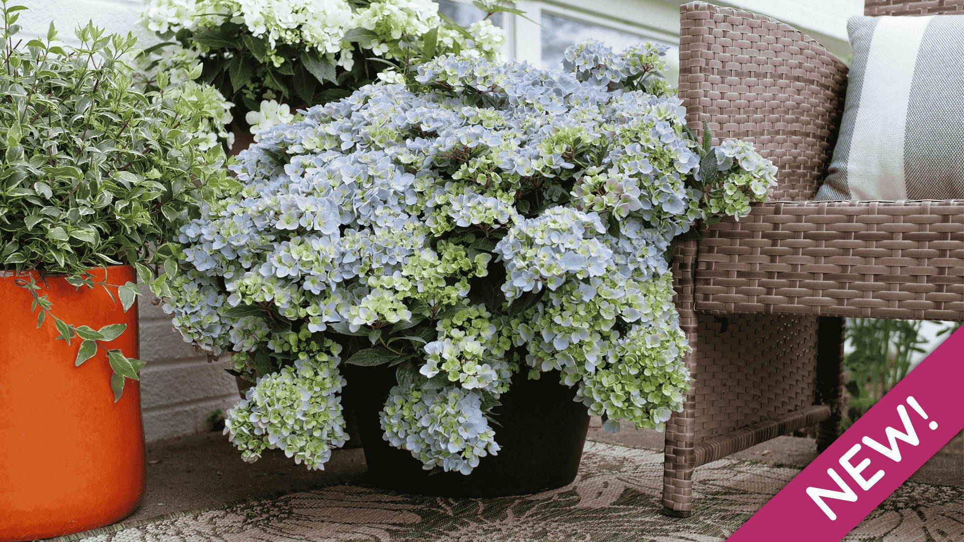 Beautiful blue mophead hydrangea flowers in a pot on front porch