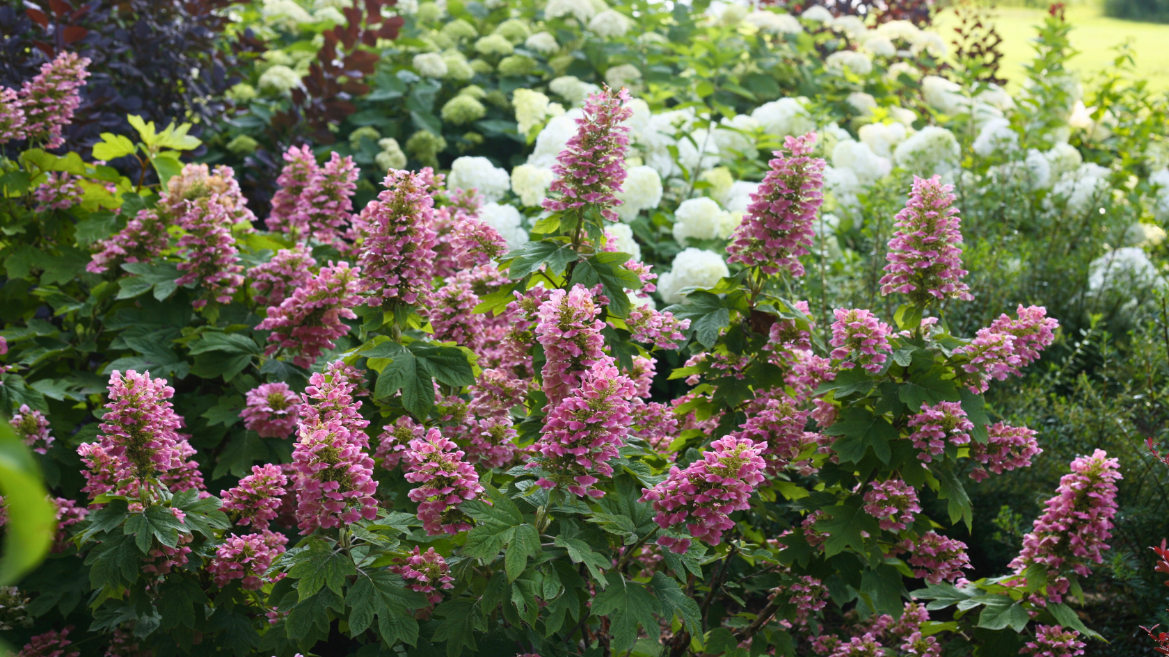 7 Stunning Native Hydrangeas To Grow This Year