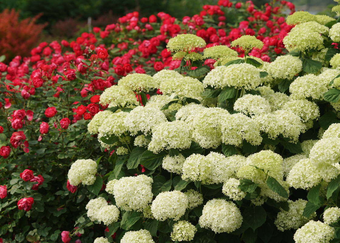 Beautiful garden hedge filled with large hydrangea flowers and bright red rose flowers