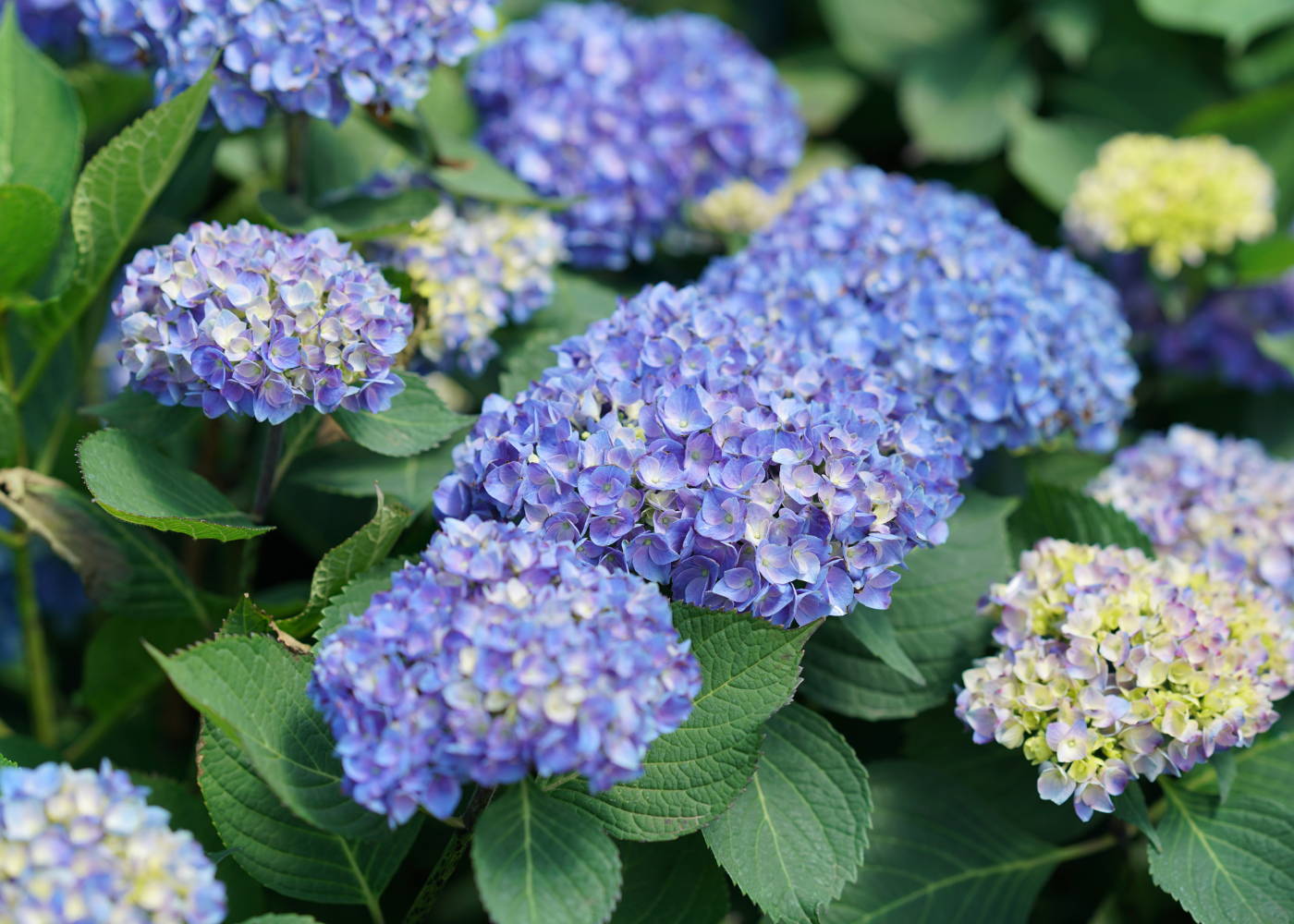 Hydrangea Fertilizing Questions, Answered