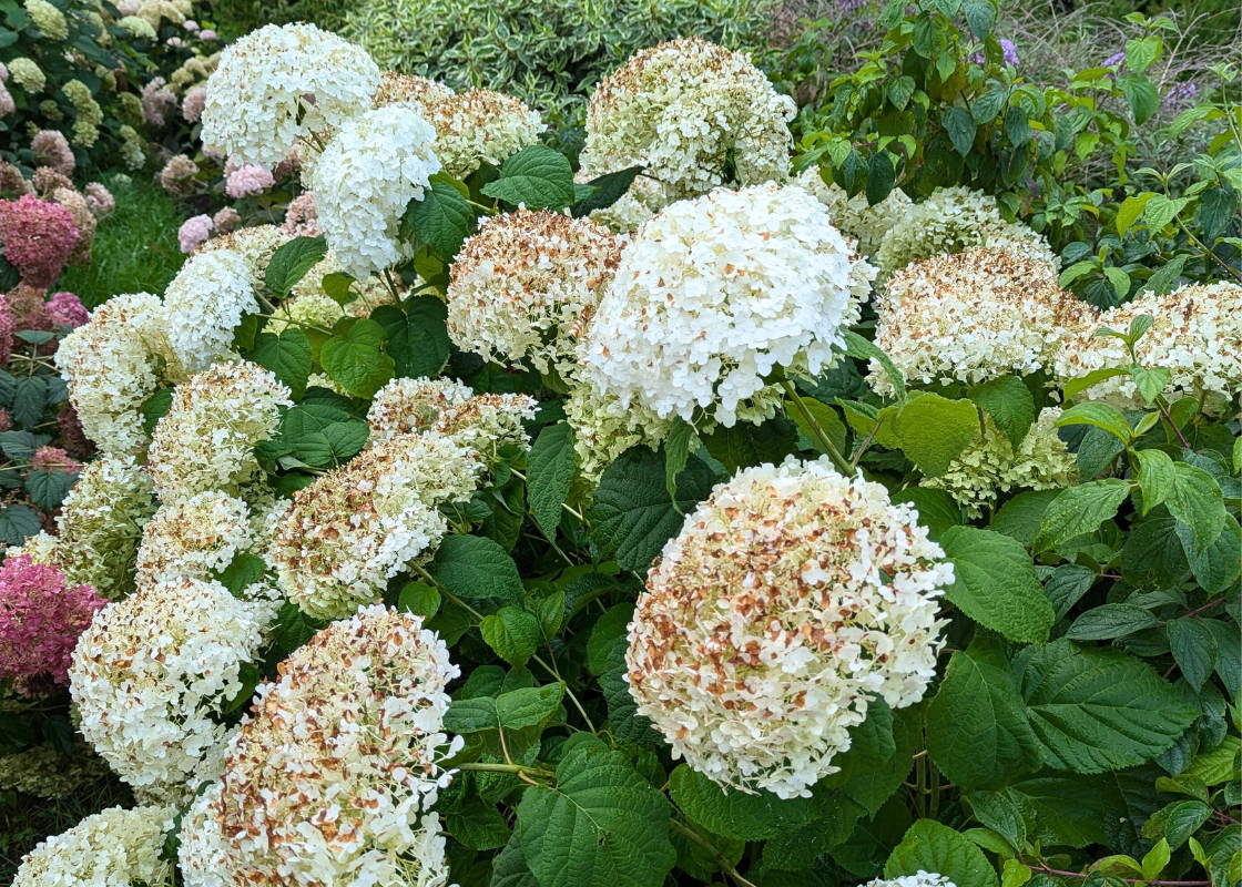 White hydrangeas with flowers turning brown