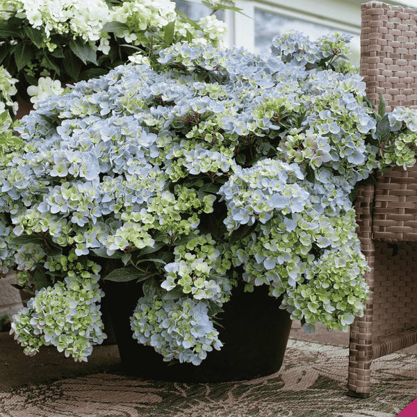 Meet The Newest Cascade Hydrangea: Fairytrail Fresco™