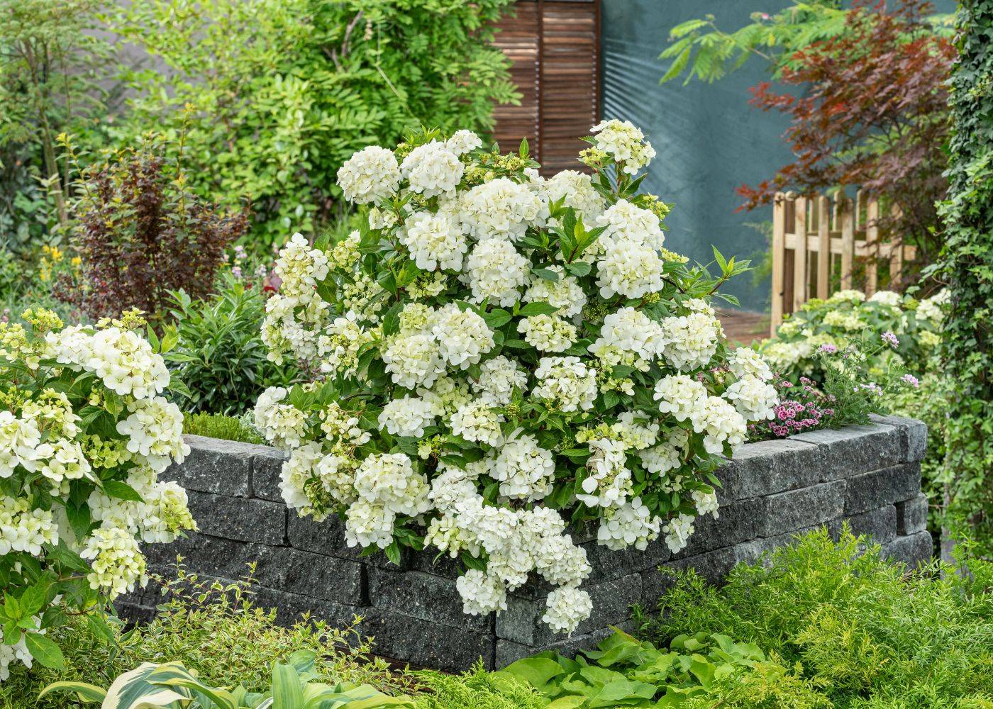 White cascade hydrangea flowers spilling over a rock wall in a vibrant garden setting