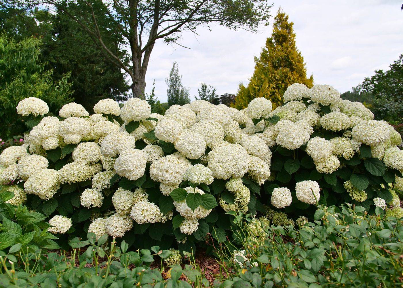 Incrediball Storm Proof smooth hydrangea flower hedge