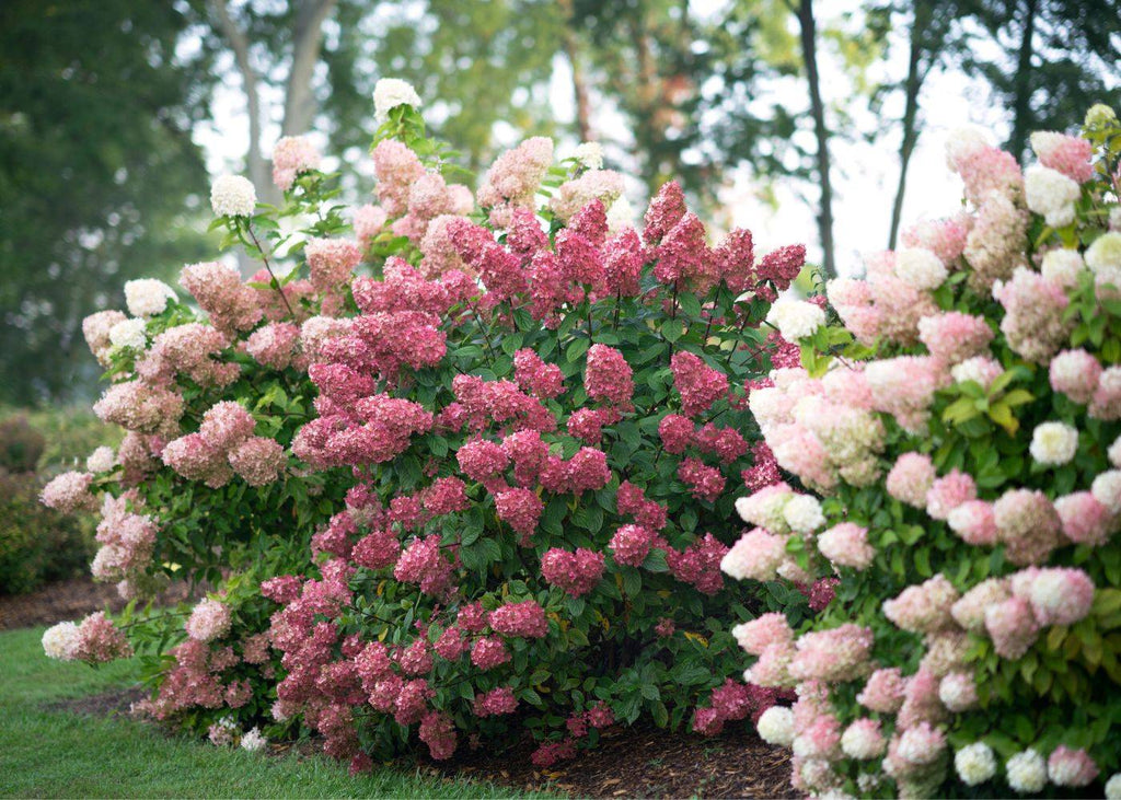 Fire Light® Hydrangea: The 2026 Flower Of The Year