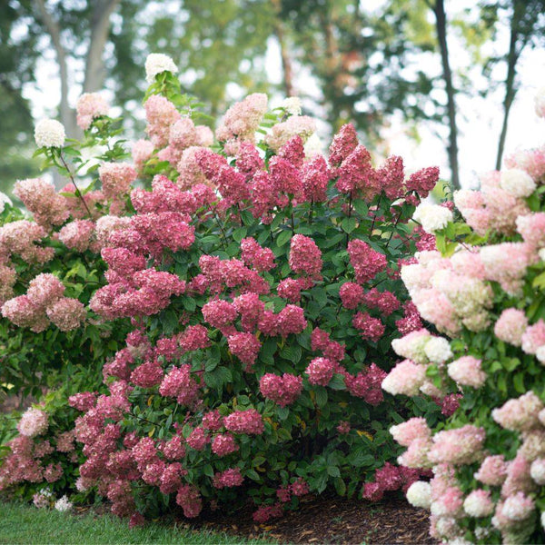 Fire Light® Hydrangea: The 2026 Flower Of The Year