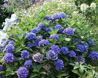 The dos and don'ts of big-leaf hydrangeas