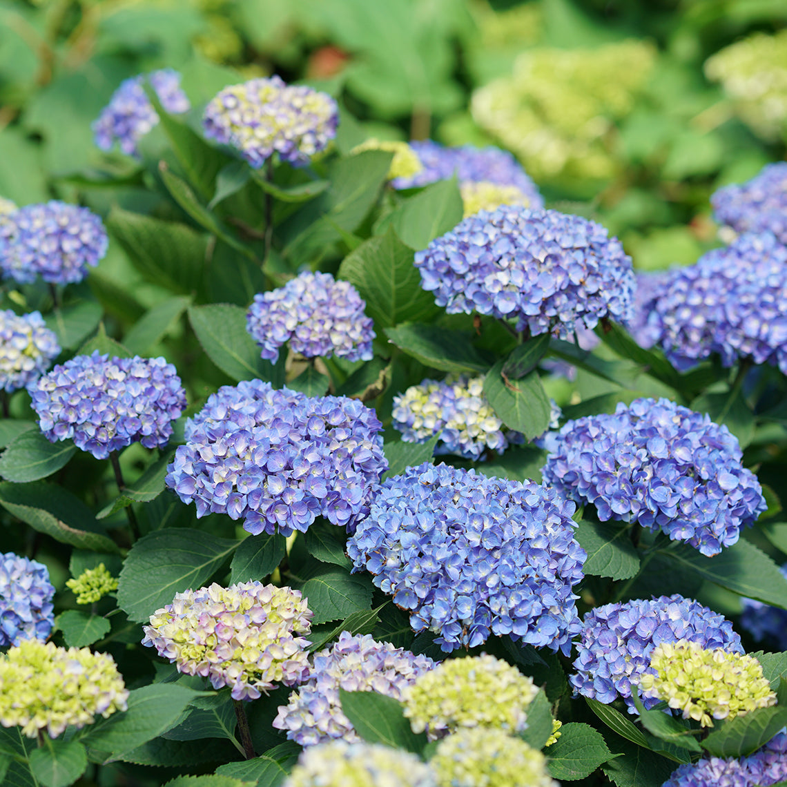 Hydrangea fertilizing FAQs