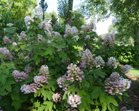 Throw some shade: Hydrangeas for the shade