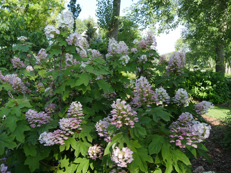 Throw some shade: Hydrangeas for the shade