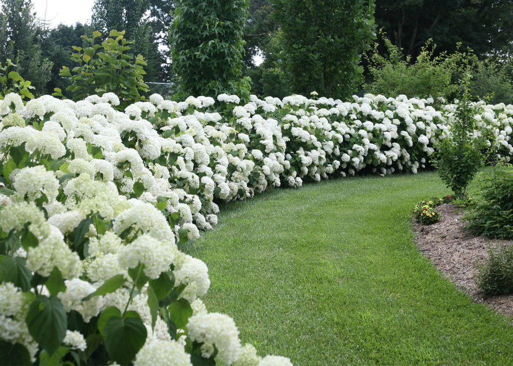 How Far Apart Should You Plant Hydrangeas?