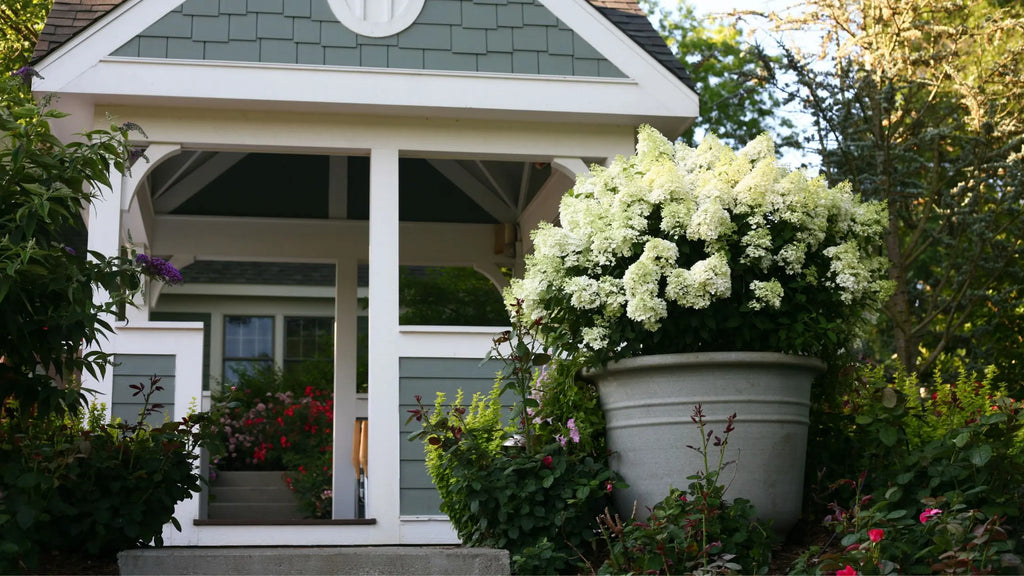 The Dos & Don'ts Of Growing Hydrangeas In Containers