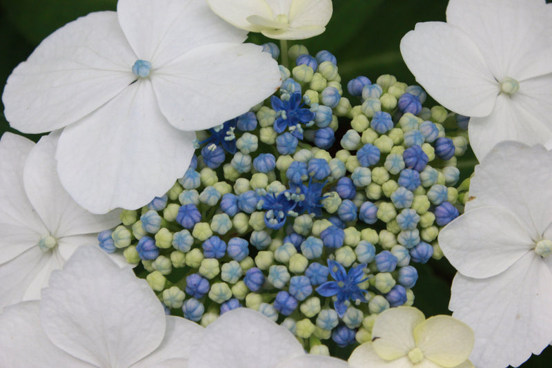 What's a lacecap hydrangea? What's a mophead?