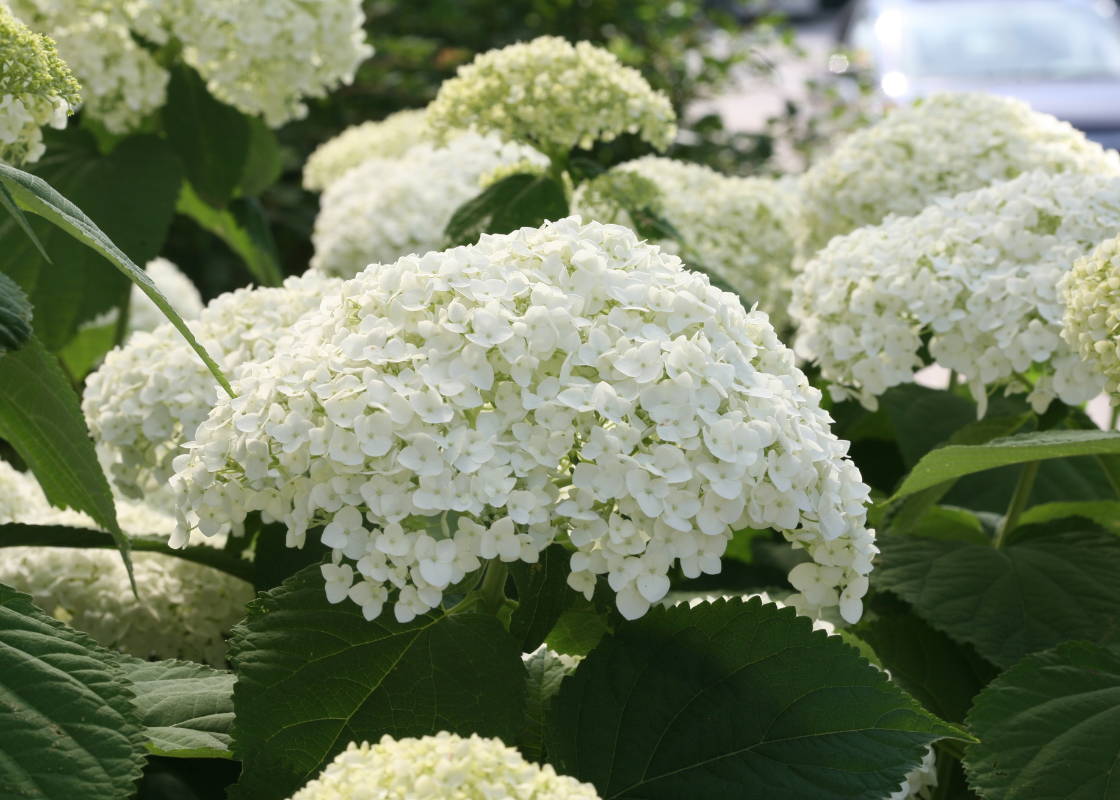White incrediball smooth hydrangea flowers with green foliage