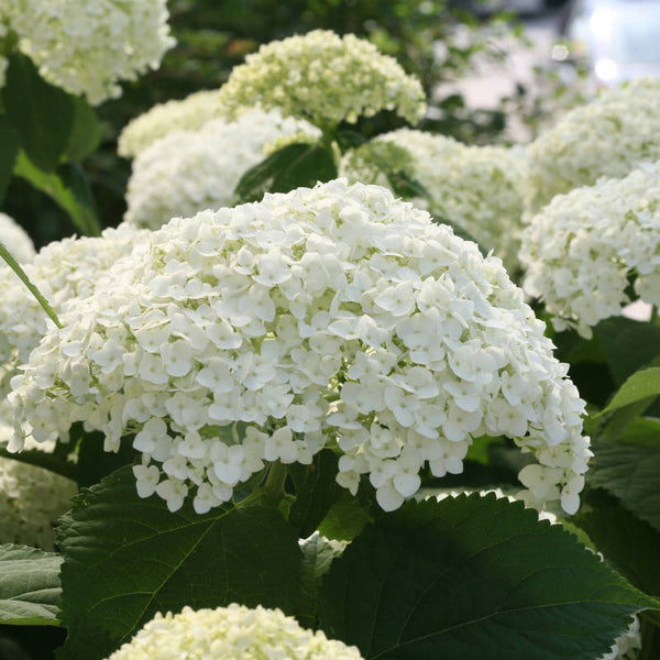 Which Hydrangeas Can Withstand Cold Winters?