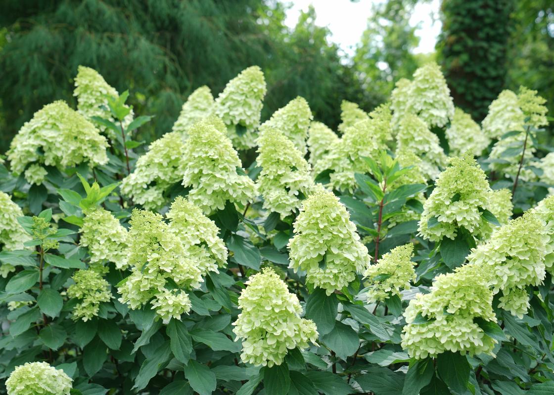 Bright green Limelight panicle hydrangea flowers