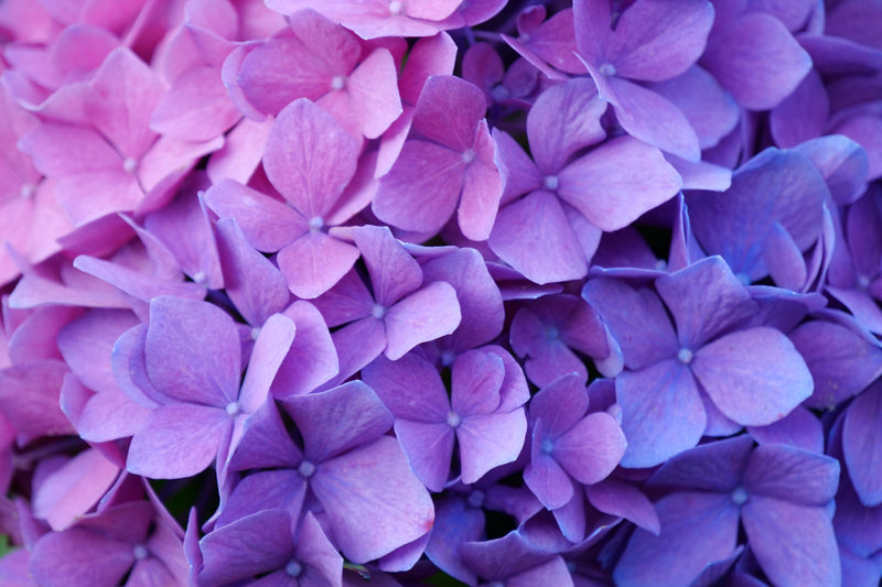 Hydrangea blooms with a gradient of pink to blue