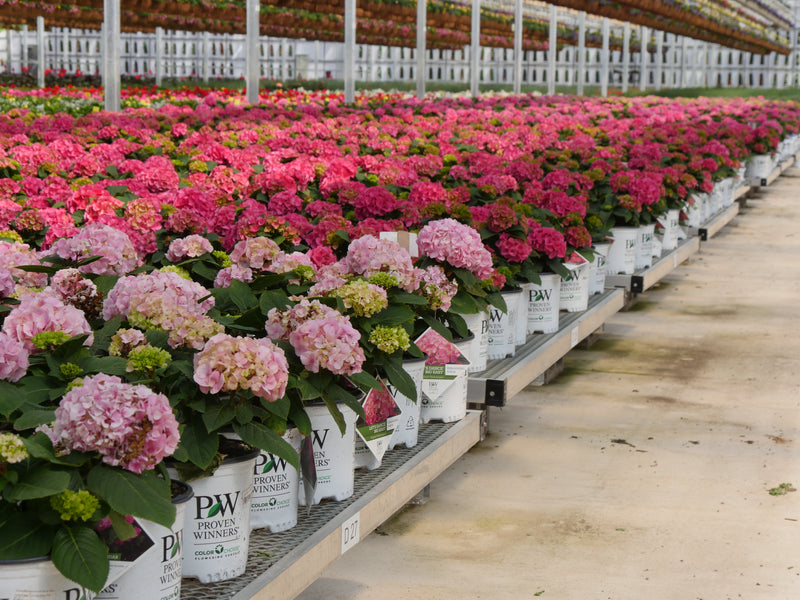 Several hundred Proven Winners hydrangeas await Mother's Day sales in a greenhouse.