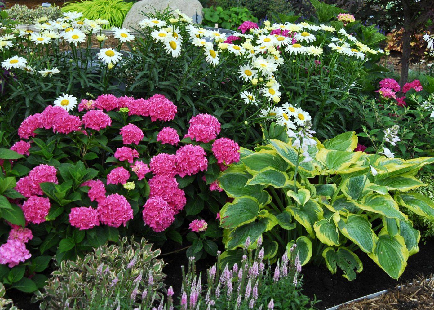 Pink hydrangeas planted with hostas & shasta daisies