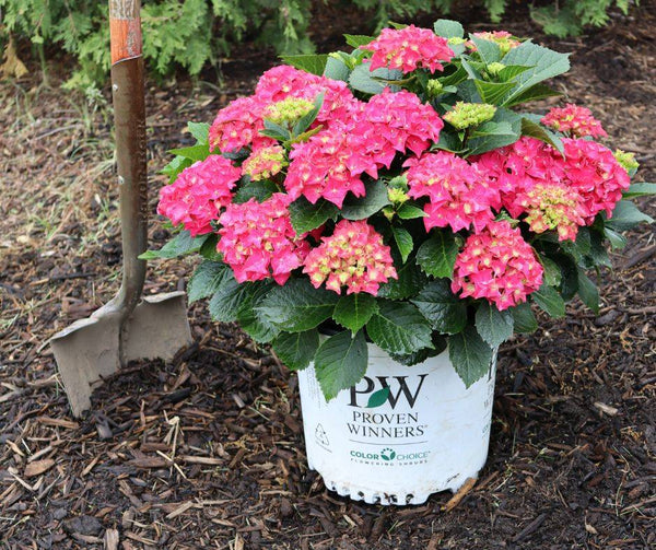 How To Plant Hydrangeas In The Fall: 3 Easy Tips