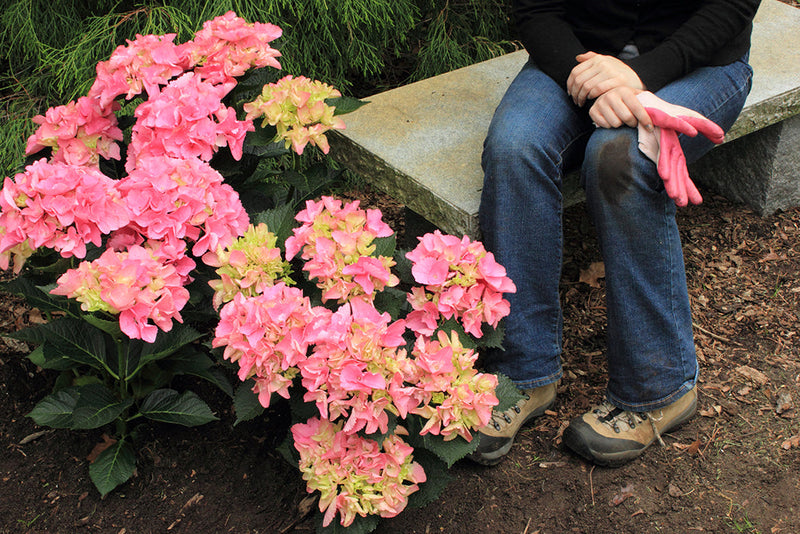 When is the best time to plant a hydrangea?