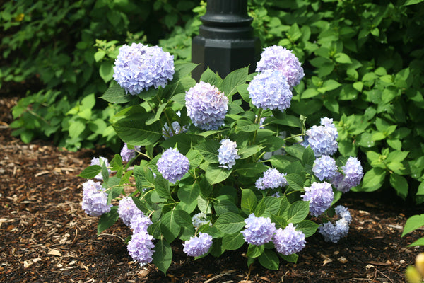 An Endless Summer hydrangea with pale blue mophead flowers in front of a lightpost.