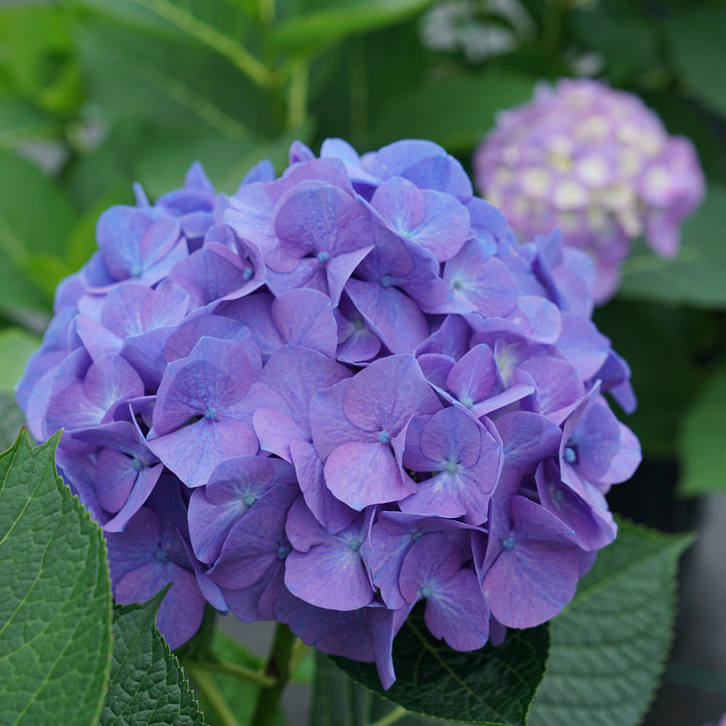 The straight facts on hydrangea flower color